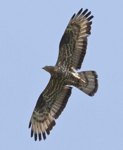 Anti ja h&uuml;&uuml;rl&auml;seviu