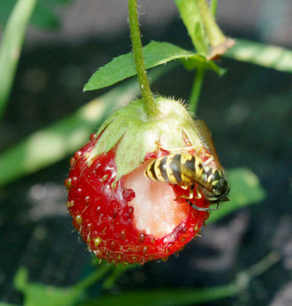 Hädän hüürläisiga