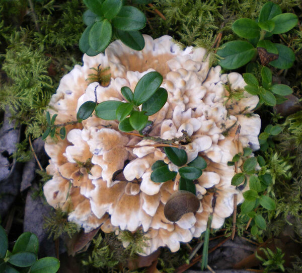 Võromaal trehväs ette harv seeneliik