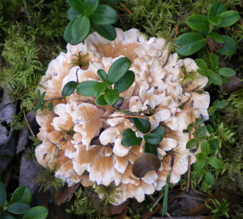 Kuld-küpärnarmik Võro liina küle all mõtsan kasuman.