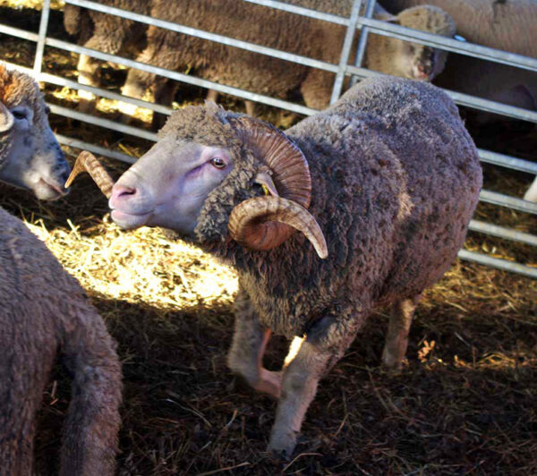 Mihklipäiv lõpõt’ suvõ