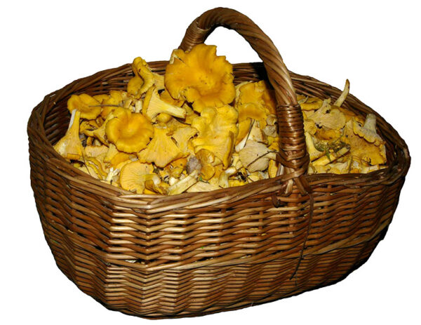 Kiä om Vana-Võromaa seenekuning?