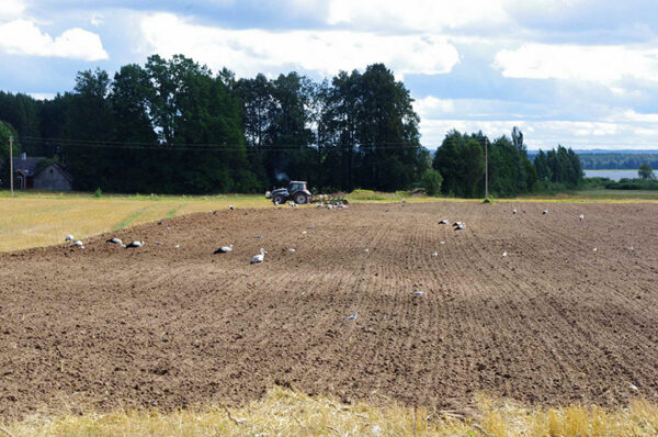 Vahemehe jahtva põllumaad