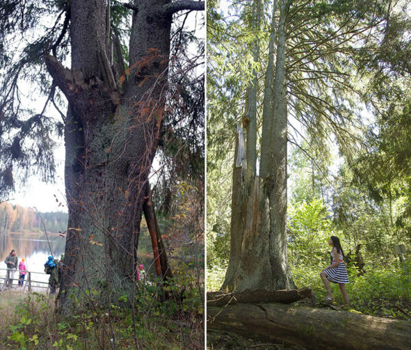 Rekordkuusõ kasusõ järve veeren