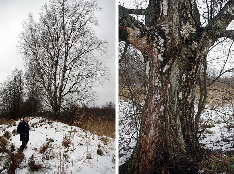 Leisi Õie näüdäs’ Listaku külän jämmet kõivu