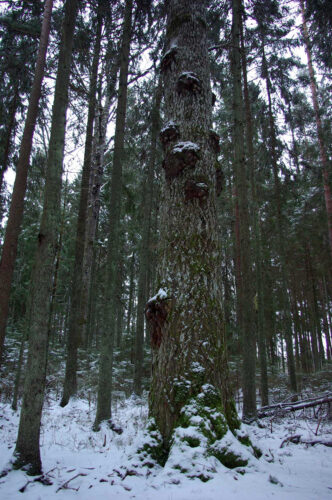 Vahtsõnõ rekordhaab