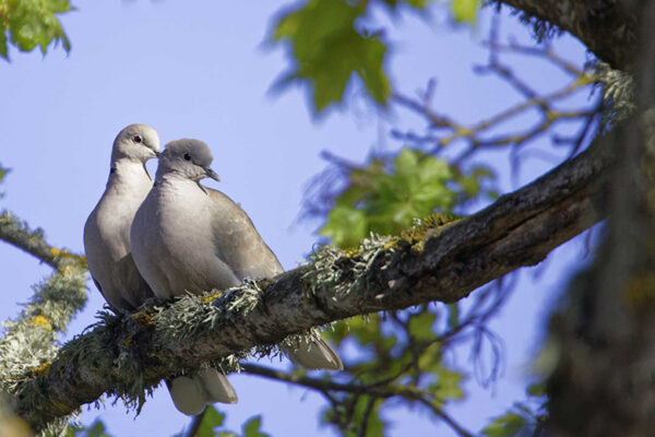2017. aastaga tsirgust, el&auml;j&auml;st ja ilmast