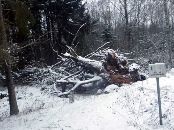 Pältre lühtrikuus sattõ ümbre