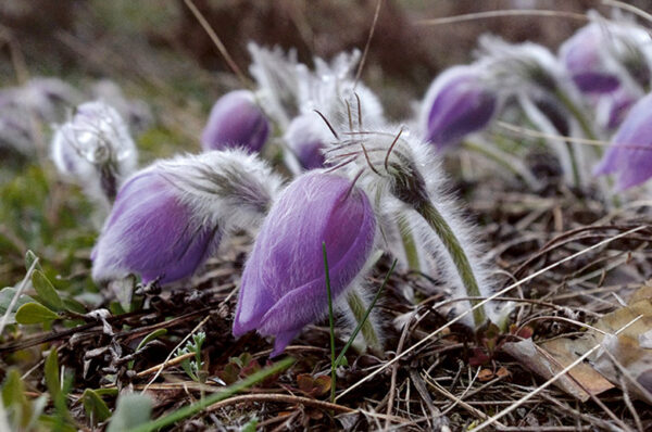 Kuis lilli pildi pääle saia?