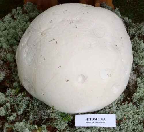 Hiidmuna seenenäütüsel