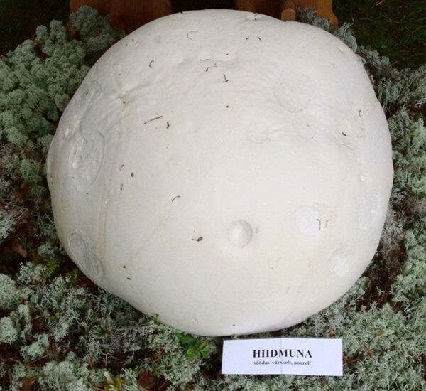 Hiidmuna seenenäütüsel