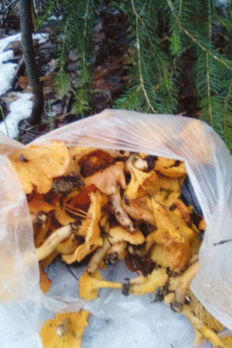 2018. aastaga alostus&otilde;n m&otilde;tsast l&ouml;&uuml;t&uuml; kikkaseene