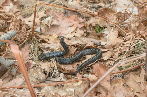 R&auml;stigu omma v&auml;l&auml;h