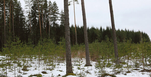 Alutagusõ mõtsa jäie nägemädä