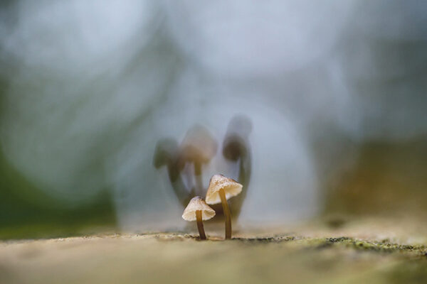 Avvohinnaga seenepilt