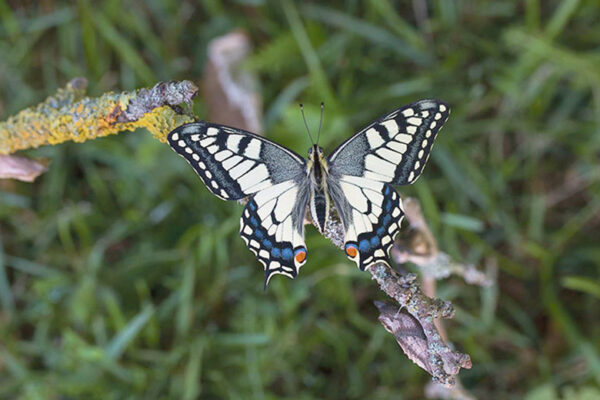 P&auml;&auml;soliblik kuuru v&auml;ll&auml;