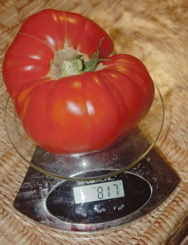 H&auml;&auml; tomadiaasta