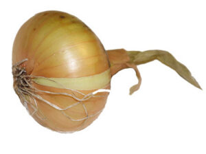 Peipsi veeren sibulit jahtman