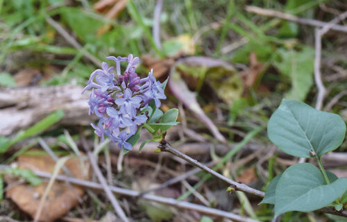 Sügüsedse tsirelihäiermä