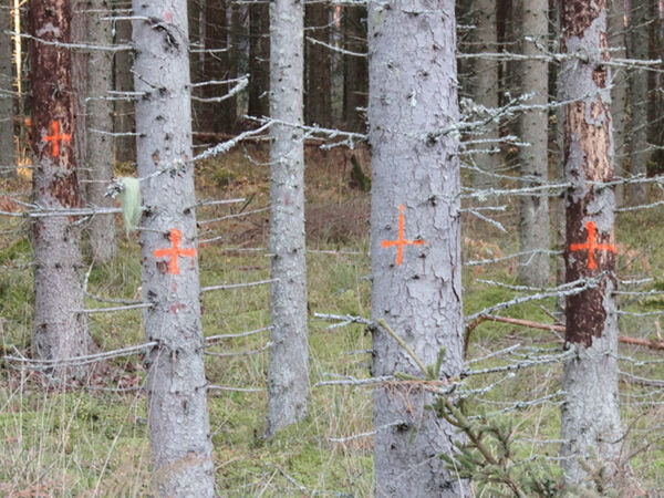 Vahtsõt muudu «ristimõts»