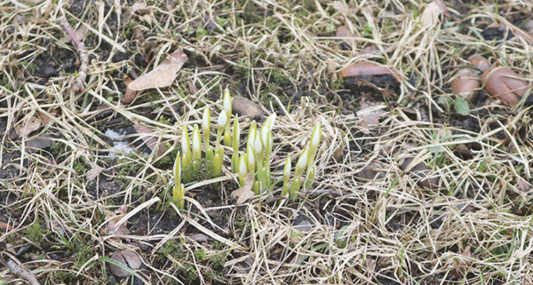 Ilm pendeldäs keväjä poolõ