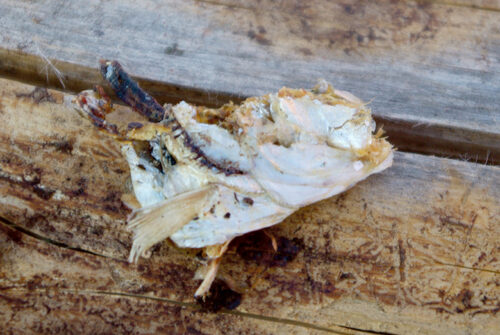 Kalapää kuionu kuusõpuu ladvan