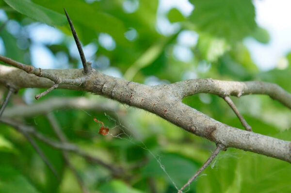 Lövvä pildi päält huss üles!