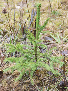 Kev&auml;j&auml;kildak&otilde;isi luudus&otilde;st ja elost