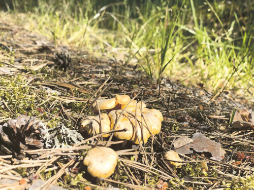 Üts pilt ja tuhat sõnna