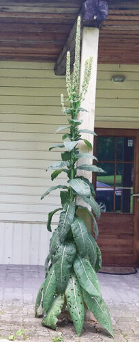 Pia kolm meetrit pikk &uuml;ts&auml;v&auml;gine