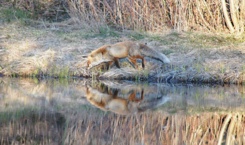 El&auml;j&auml; otsva umma kotust