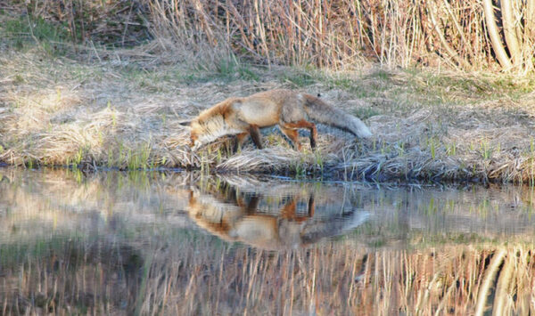 El&auml;j&auml; otsva umma kotust