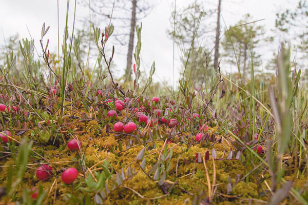 Hää kurõmar’a-aastak