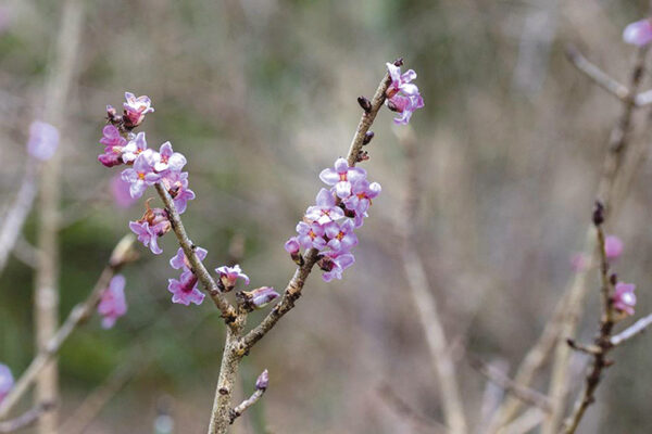Timahavatsõl esierälidsel radokuul sai luudusõn nätä hulga häitsmit