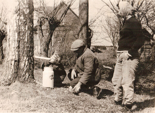 Valgõ piha ja pikki hiussidõga puu