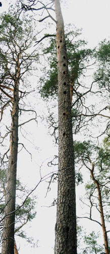 Puut&otilde;ristajid&otilde; pilvelahkja?