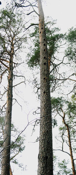 Puutõristajidõ pilvelahkja?