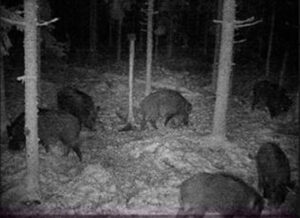 M&otilde;tstsia nakkas&otilde; tsiakatskust &uuml;le saama