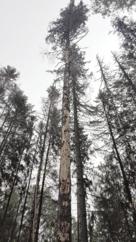 Tsirgurahu aigu m&otilde;tsa ei raota!