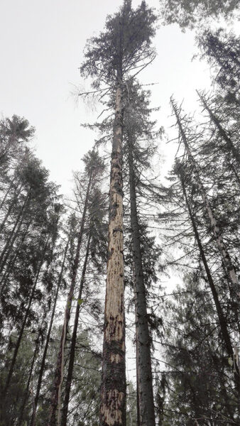 Tsirgurahu aigu m&otilde;tsa ei raota!
