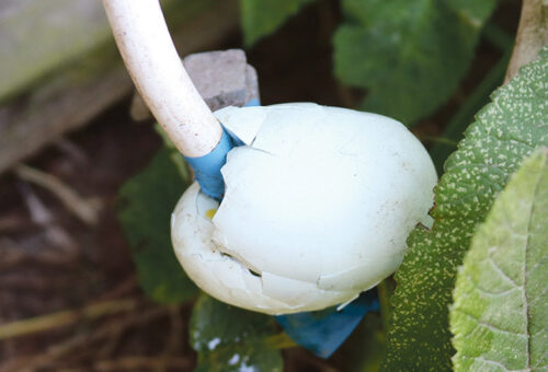 Esimuudu: kanamuna kaabli k&uuml;len