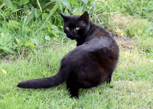 Kes k&uuml;l karistanu r&uuml;&uuml;vlit kassi?