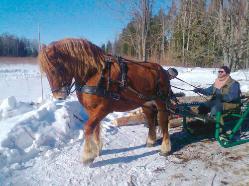 Tsirgumäel opatas hobõsõga mõtsamajandamist