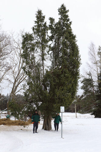 Eesti k&otilde;g&otilde; korg&otilde;mb katai kasus V&otilde;romaal Pille k&uuml;l&auml;n