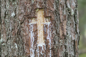 T&auml;psust&otilde;das ristipui&otilde; asupaiku