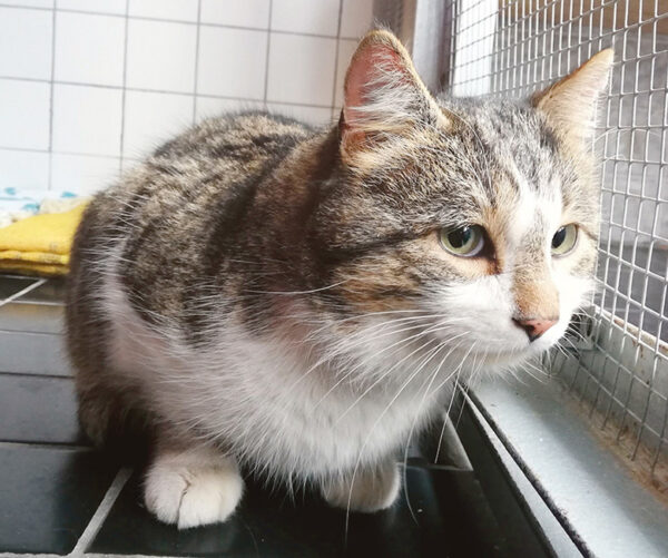 Seldilidse var’opaigast