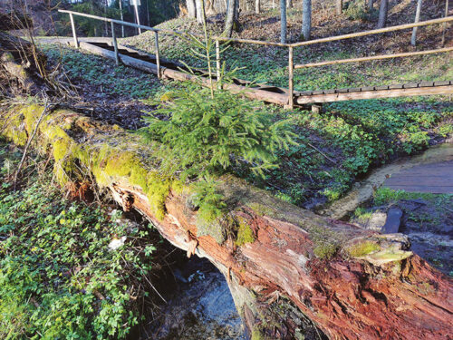 Noor&otilde; kuus&otilde; vana puu s&auml;ll&auml;n