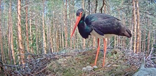 Musta-toonõkurõ pesäkaamõra