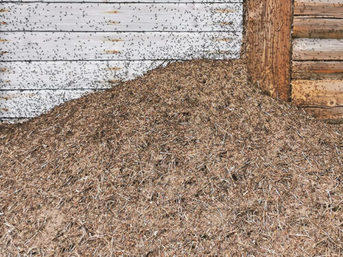 Kusikuklas&otilde;pes&auml; poodi takan