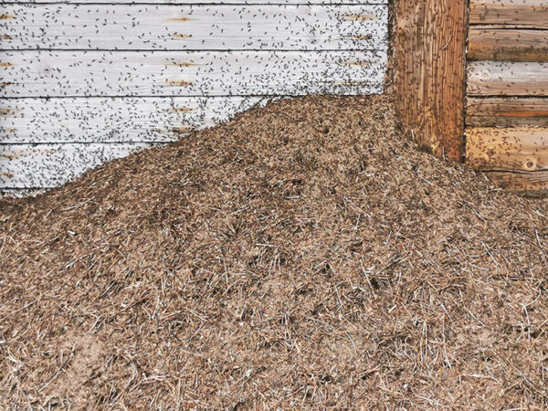 Kusikuklasõpesä poodi takan